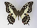 Papilio morondavana (Madagascan Emperor Swallowtail)