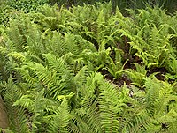 Polystichum setiferum