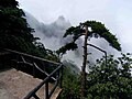 三清山上松樹 Tree on Mountain top