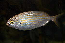 Sarpa salpa