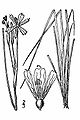 Sisyrinchium montanum