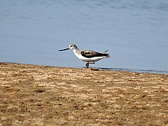 Terek sandpiper, Xenus cinereus