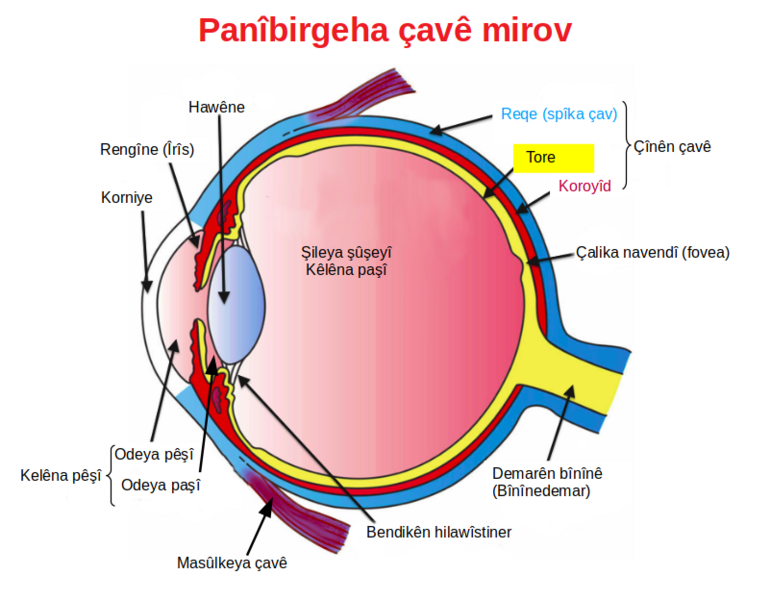 File:Three Main Layers of the Eye ku.png