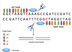 Overview of TALENs.png