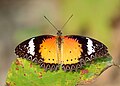 * Nomination: Open wing Basking position of Cethosia cyane (Drury, 1773) – Leopard Lacewing (Male). By User:Atanu Bose Photography --Atudu 12:24, 12 October 2024 (UTC) * * Review needed