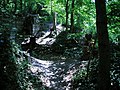 Wald bei der Burgruine Forest near the castle ruin