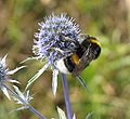 Bombus terrestris