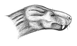 Charassognathus