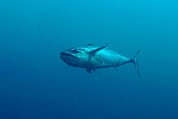 Baltā tunzivs (Gymnosarda unicolor)