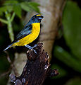 Green-chinned euphonia