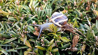 Escargot des bois.