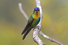 Fiery-throated Hummingbird.jpg