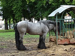 Poitevin mulassier rouan