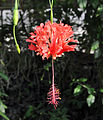 Hibiskusblüte (2010, Nikon D90)