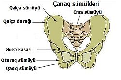 Çanağın quruluşu