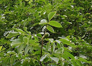 Valnød (Juglans regia) Foto: Sten Porse.