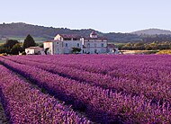 Tanaman Mediterranean (kebun lavender) di Provence.