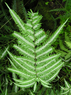 Pteris argyrea