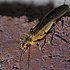 Plecoptera P1420686a