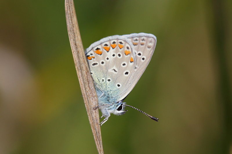 File:Polyommatus icarus - Burgenland 2.jpg