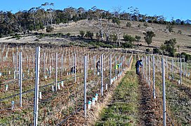 Protection des jeunes plants de vigne contre les rongeurs