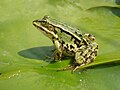 Granolha comuna (Pelophylax kl. esculentus)