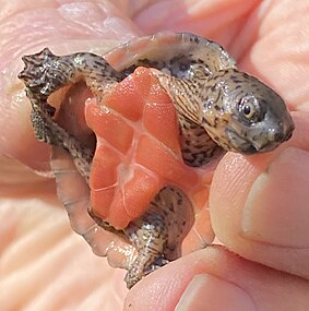 Young turtle plastron, Florida