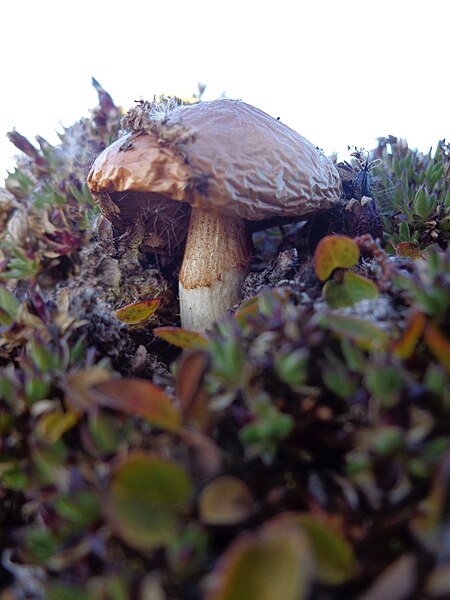 File:Svalbard Mushroom 3.JPG