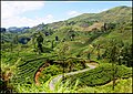 cenery seen from Sri Lanka's hill country railway line. Colombo to Badulla line