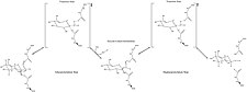 Mechanism of β-glucuronidase hydrolysis of a sugar substrate with high energy transition states showing oxocarbenium ion character depicted[15]