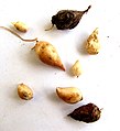 Corms in detail