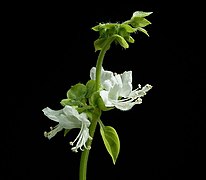 Ocimum basilicum 04 ies.jpg