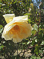 Bishop's Lodge Linton Gold, Bishop's Lodge Heritage Rose Garden