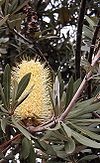 Banksia integrifolia subsp. integrifolia