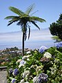 Baumfarn auf Madeira