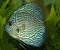 Discus Royal blue.