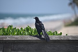 Male at Deerfield Beach, Florida