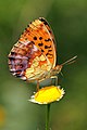 * Nomination Marbled fritillary (Brenthis daphne) - In Natura 2000 protected area "Greto dello Scrivia" By User:Maurizio Carlini --Civvì 10:44, 14 October 2024 (UTC) * Promotion Good quality. --Peulle 12:43, 14 October 2024 (UTC)