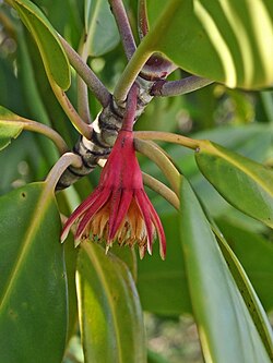 Kailsakņu bruguieras (Bruguiera gymnorhiza) zieds