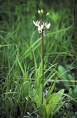 Tikroji dvylikadeivė (Dodecatheon meadia)