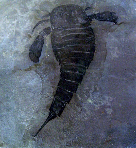 File:Eurypterus.jpg