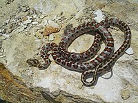 European ratsnake