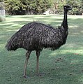 in Lone Pine Koala Sanctuary, Brisbane