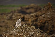 State Bird of Kyrgyzstan