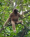 * Nomination: Wild female Western Hoolock gibbon (Hoolock hoolock), West Garo Hills, Meghalaya --Tagooty 00:49, 27 October 2024 (UTC) * Review Quite noisy, was the animal moving so that you had to use ISO 4000? --Plozessor 04:16, 27 October 2024 (UTC) @Plozessor: There was deep shadow due to dense foliage and the gibbon was foraging. I've applied NR, pl. see new version. --Tagooty 08:02, 27 October 2024 (UTC)