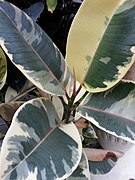 Rubber tree - Ficus elastica 'Doescheri'