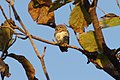 Forest owlet