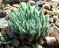 Haworthia herbacea, showing distinctive yellow-green ("herbacea") colour, and spined margins and keels.