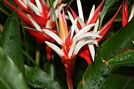 Heliconia angusta 3zz.jpg