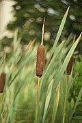 Typha latifolia flowers